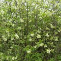 Staphylea colchica (2)